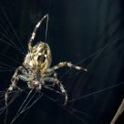 A spider building its web