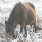 Winter Feed