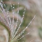 Frozen Fescue