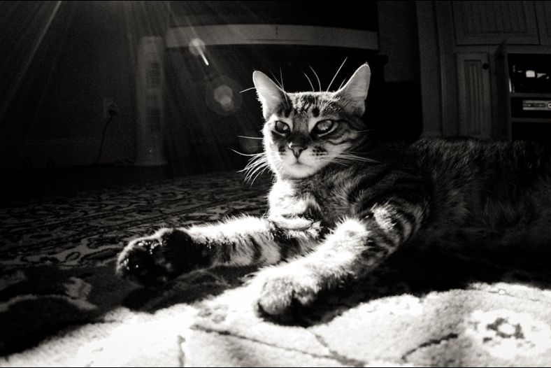 Laid Back Sun Flare