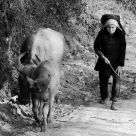 Woman and her livestocks