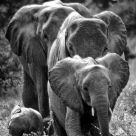 famille elephant