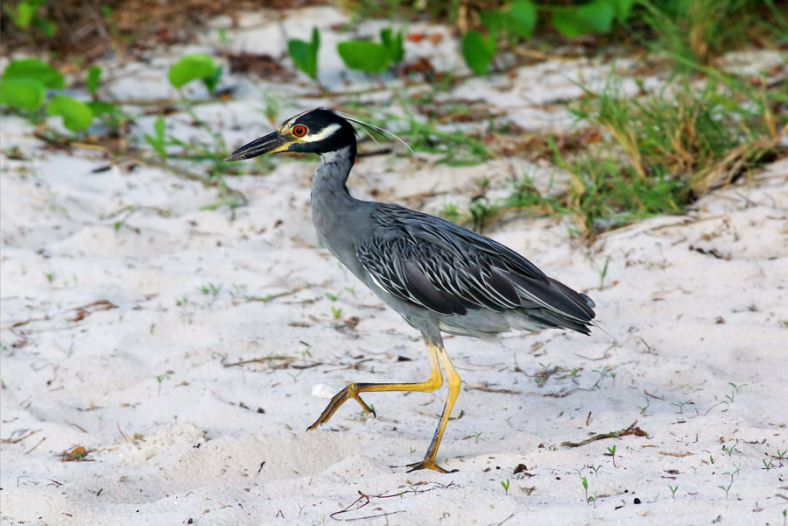 Yellow-Crowned Night-Heron