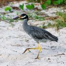 Yellow-Crowned Night-Heron
