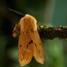 Buff ermine moth