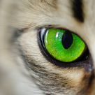 Cat's eye