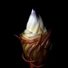 Epiphyllum