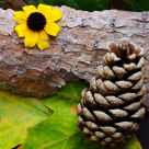 Yellow on wood