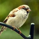 House Sparrow