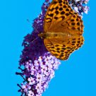 Papillon