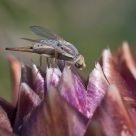 Mosca blanca de ojos multicolores