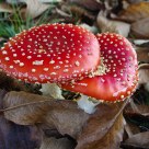 Fly Agarics