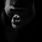 Silverback