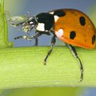 A ladybug eating a aphid #4