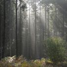 Thinning fog