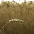 Ready for harvest