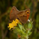 Mating butterflys