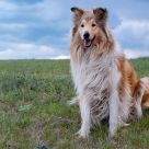 Collie