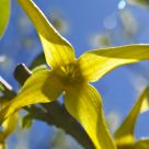 Yellow and Blue