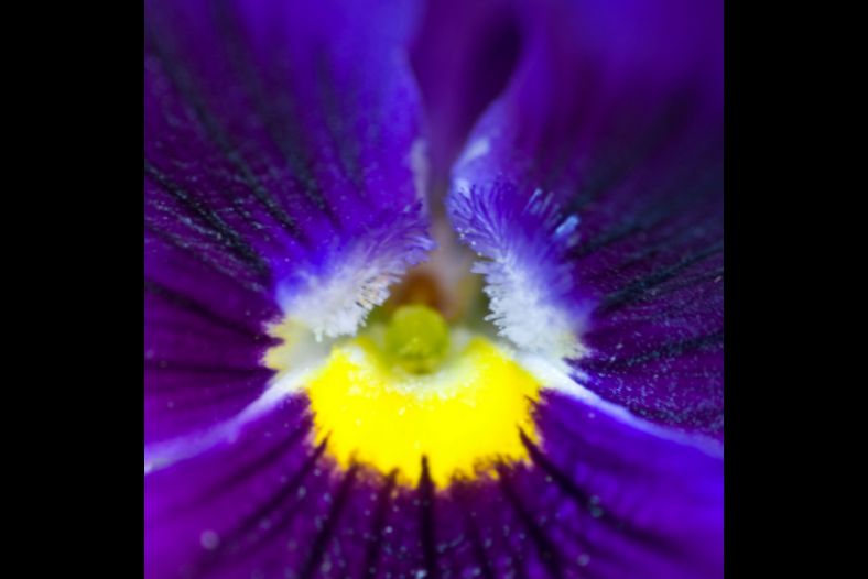 Pansy