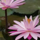 Water Lily