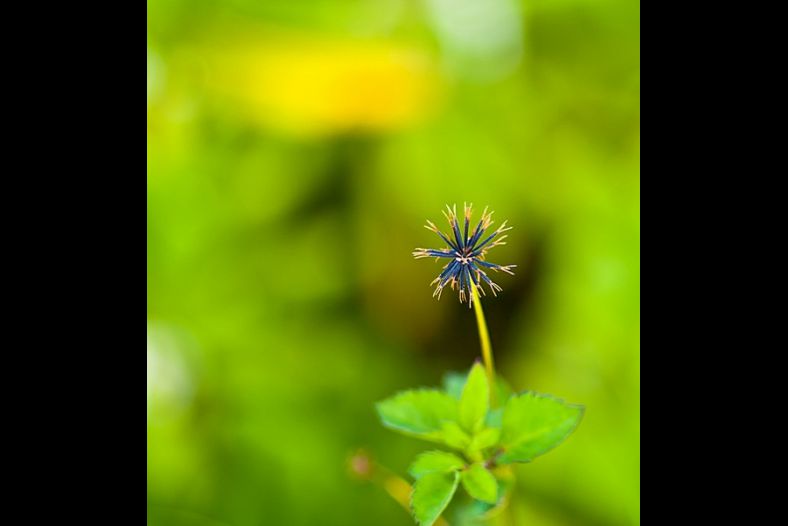 blue weed