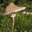 Parasols