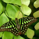 Tailed Jay (Graphium agamemnon)
