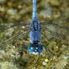 Indigo Dropwing