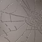 Frosted Web