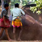 Elephant men