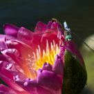 The Dragon and the Lily