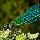 Libelula evoulucionada