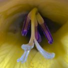 In a flower