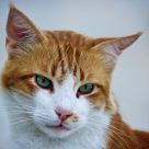 Impeccat