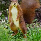 Red Squirrel Eating a Nut
