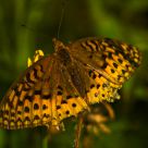 Atlantis Fritillary