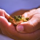A Frog In the Hand. . .