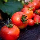 Tomatoes II