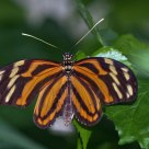 Isabella Tiger Longwing (Eueides isabella)