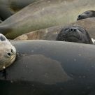 Elephant seal cubs