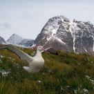 Wandering albatross