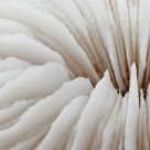 Coral close-up