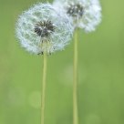 Softness