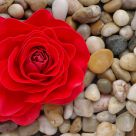 Red on stones