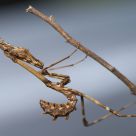 Empusa