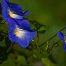 Oh, Heavenly Blue!