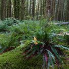 Fern Floor