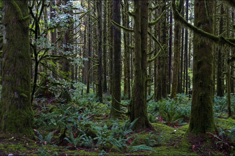 Mossy Trees