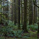 Mossy Trees